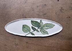 Albahaca
