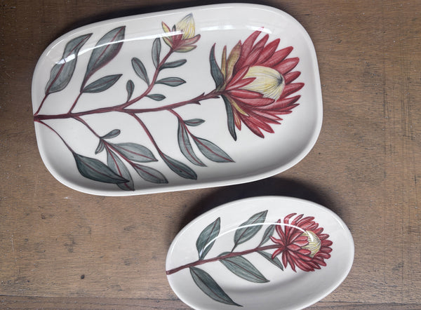 Protea