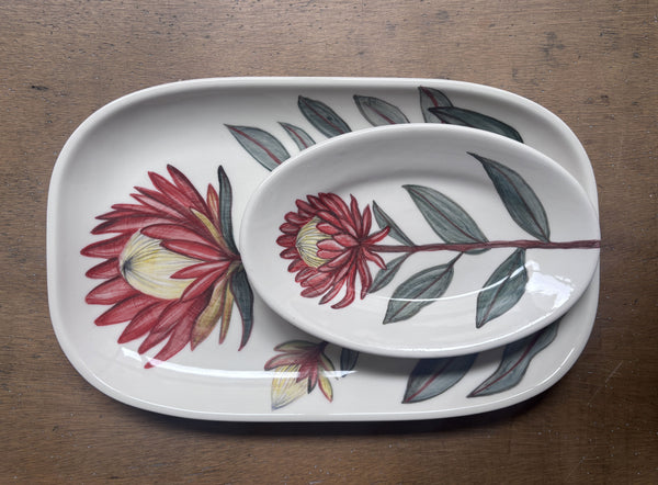Protea